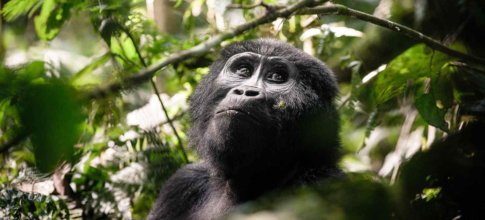 Sanctuary Gorilla Forest Camp