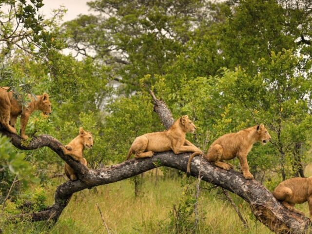 Singita Boulders Lodge & Singita Ebony Lodge