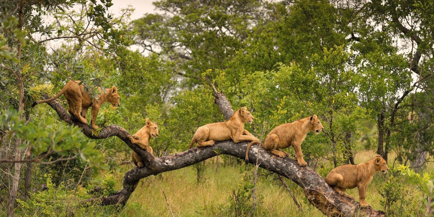 Singita Boulders Lodge & Singita Ebony Lodge