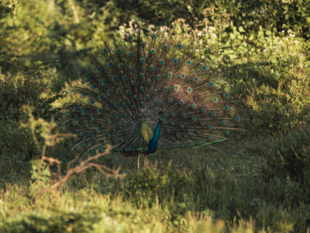 Vogelbeobachtung mit Aman